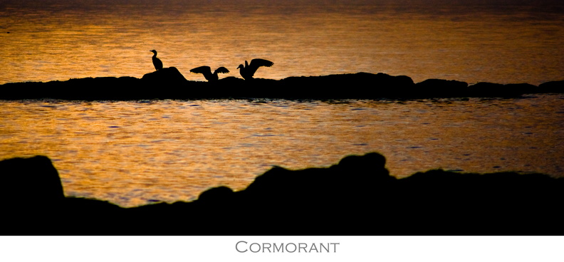 Cormorant.jpg