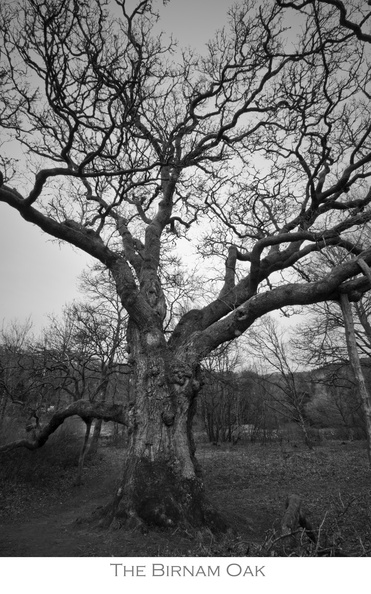 The Birnam Oak.jpg